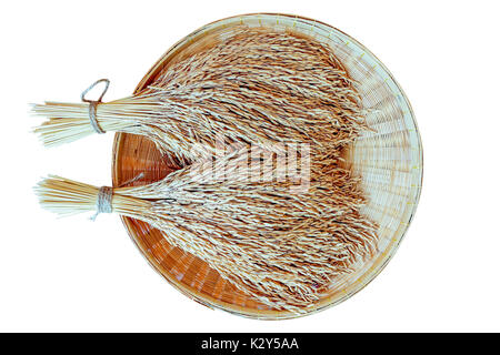 paddy rice on bamboo basket. ears of paddy rice - isolated on white with clipping path Stock Photo