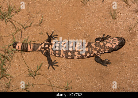 Reticulate Gila Monster (Heloderma suspectum suspectum) from Sonora, México. Stock Photo