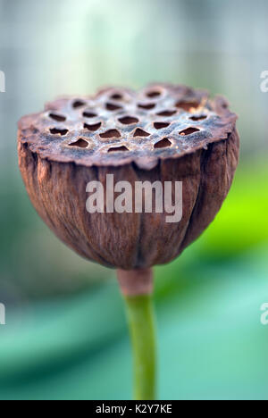 Lotus seed head Stock Photo