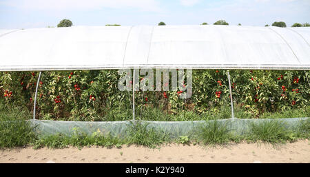 greenhouse for the cultivation of red tomatoes in a Mediterranean country in summer Stock Photo