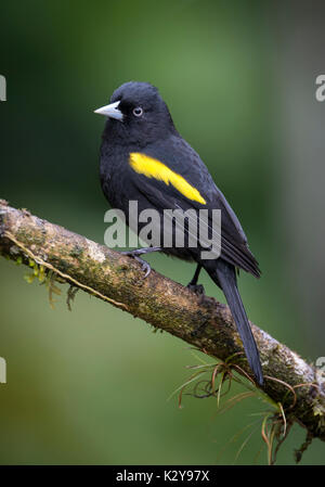 Golden-winged Cacique (Cacicus chrysopterus Stock Photo - Alamy