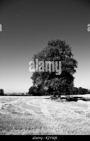 Oak Tree in Stubble Stock Photo