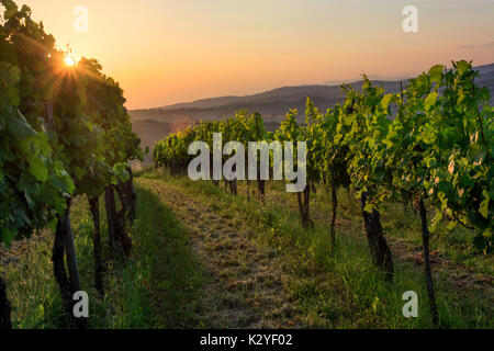 Goriška brda is a big vineyard region in western Slovenia, near the border with Italy. They are known as Slovenian Tuscany and wine called Rebula. Stock Photo