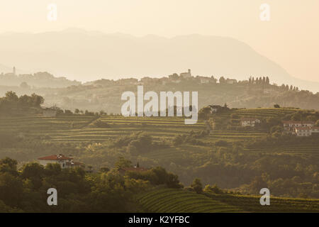 Goriška brda is a big vineyard region in western Slovenia, near the border with Italy. They are known as Slovenian Tuscany and wine called Rebula. Stock Photo