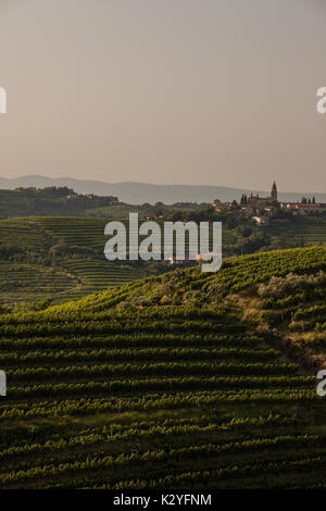 Goriška brda is a big vineyard region in western Slovenia, near the border with Italy. They are known as Slovenian Tuscany and wine called Rebula. Stock Photo