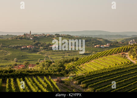 Goriška brda is a big vineyard region in western Slovenia, near the border with Italy. They are known as Slovenian Tuscany and wine called Rebula. Stock Photo
