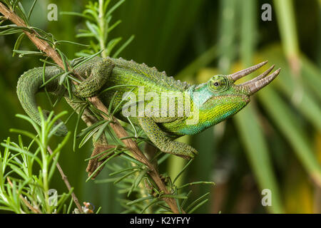 Male adult Jackson's chameleon (Trioceros jacksonii jacksonii) on branch, Nairobi, Kenya Stock Photo