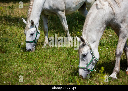 Lipizzaner horses originally coming from the small village of Lipica in Slovenia. Stallions and Mayors are still breed for the centuries. Stock Photo