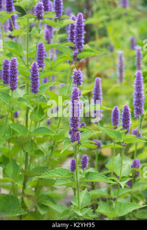 Agastache foeniculum. Anise hyssop in a herb garden. UK Stock Photo