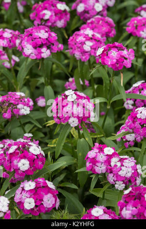 Dianthus barbatus ‘Dash Magician’. Sweet William flowers Stock Photo