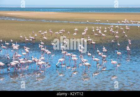 Flock of flamingos at Walvis Bay, Namibia Stock Photo