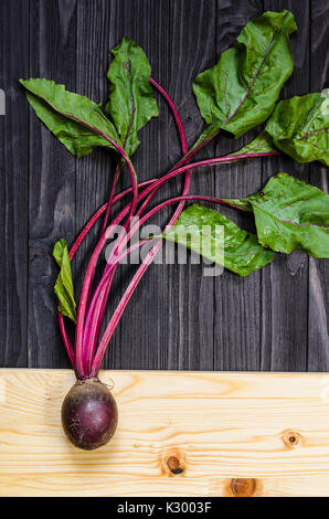 Growing Beetroot with leaves on black wooden background. Agricultural, botany and farming concept Stock Photo