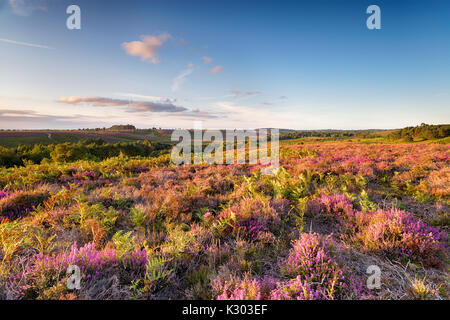 Heather in bloom in the New Forest at Rockford Common near Ibsley in Hampshire Stock Photo