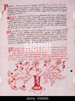 Illuminated manuscript page depicting text and an ornate floral design, from a 15th century Italian manuscript book written in Siena, 1450. Stock Photo