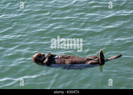 A northern sea otter floats asleep in the Kamishak Bay at the City of Homer Port & Harbor marina in Homer, Alaska. Stock Photo