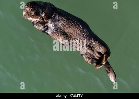 A northern sea otter floats asleep in the Kamishak Bay at the City of Homer Port & Harbor marina in Homer, Alaska. Stock Photo