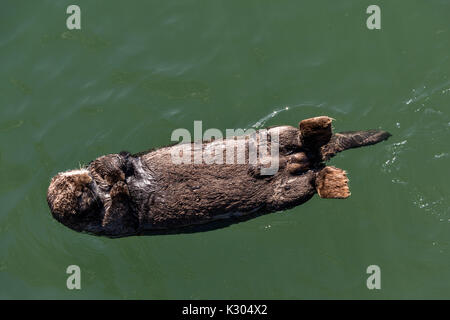 A northern sea otter floats asleep in the Kamishak Bay at the City of Homer Port & Harbor marina in Homer, Alaska. Stock Photo