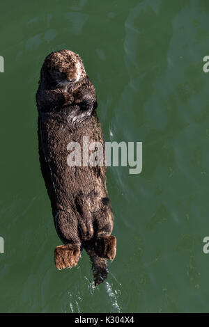 A northern sea otter floats asleep in the Kamishak Bay at the City of Homer Port & Harbor marina in Homer, Alaska. Stock Photo