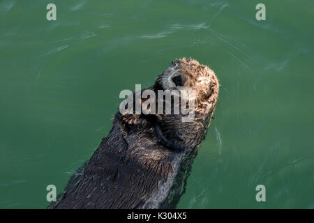 A northern sea otter floats asleep in the Kamishak Bay at the City of Homer Port & Harbor marina in Homer, Alaska. Stock Photo