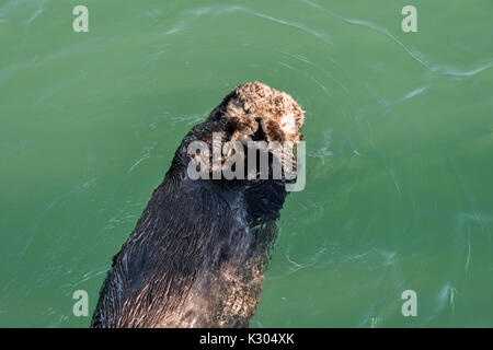 A northern sea otter floats asleep in the Kamishak Bay at the City of Homer Port & Harbor marina in Homer, Alaska. Stock Photo