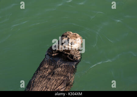 A northern sea otter floats asleep in the Kamishak Bay at the City of Homer Port & Harbor marina in Homer, Alaska. Stock Photo