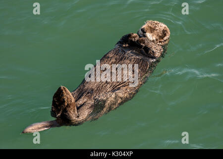 A northern sea otter floats asleep in the Kamishak Bay at the City of Homer Port & Harbor marina in Homer, Alaska. Stock Photo