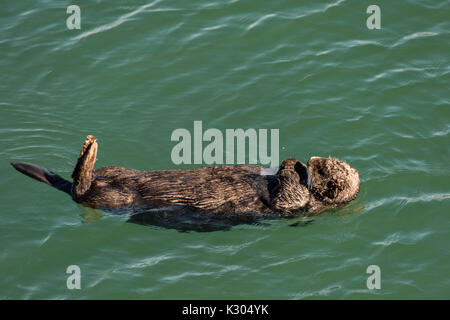 A northern sea otter floats asleep in the Kamishak Bay at the City of Homer Port & Harbor marina in Homer, Alaska. Stock Photo