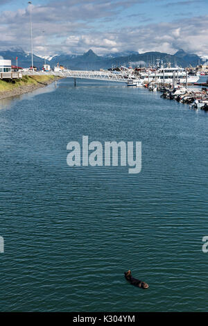 A northern sea otter floats asleep in the Kamishak Bay at the City of Homer Port & Harbor marina in Homer, Alaska. Stock Photo