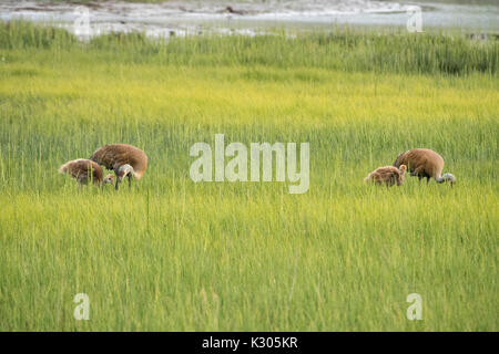 A Lesser Sandhill Crane pair with two colts in the Beluga wetlands in Homer, Alaska. Stock Photo