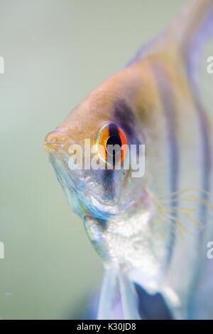 Angelfish face Stock Photo