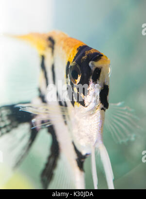 Angelfish face Stock Photo