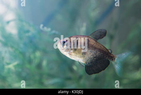 Silver dollar tropical fish Stock Photo