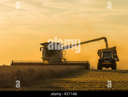 Transferring wheat from Claas combine harvester into chaser trailer with air filled with dust in the late evening, Cambridgeshire, England Stock Photo