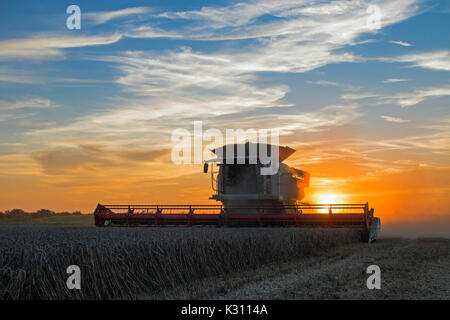 Claas combine harvester cutting field of wheat at dusk, Cambridgeshire, England Stock Photo