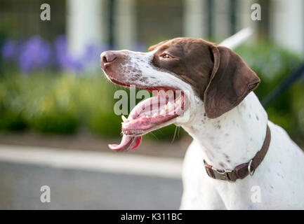 An English Pointer mixed breed dog with a long tongue panting Stock Photo