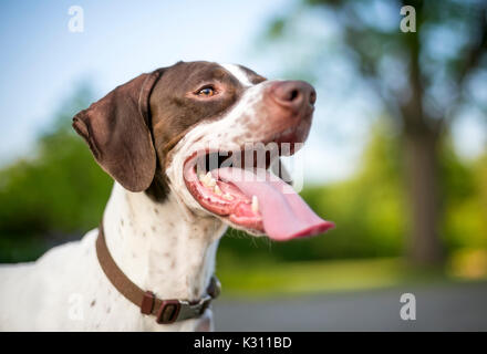 An English Pointer mixed breed dog with a long tongue panting Stock Photo