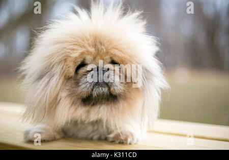 Fuzzy purebred Pekingese dog Stock Photo