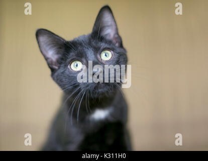 Portrait of a black kitten with white patch on its chest Stock Photo