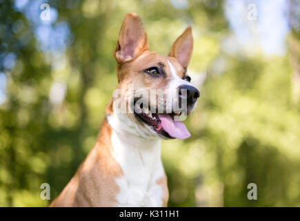 Outdoor portrait of a red and white mixed breed dog Stock Photo