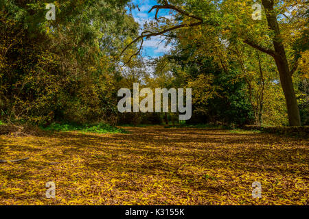 A beautiful winter day in Buskett woodland, Malta. Leaves had been falling since autumn, covering the ground and making it golden. Stock Photo