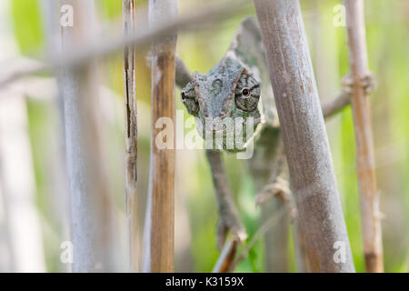 Mediterranean Chameleon, Chamaeleo chameleon stretched out on bamboo sticks, hoping it is not being seen in camouflage, keeping eye contact. Malta Stock Photo