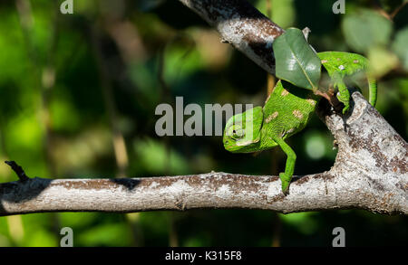 A baby Mediterranean Chameleon (Chamaeleo chamaeleon) slowly moving on a carob tree branch in Malta. Stock Photo