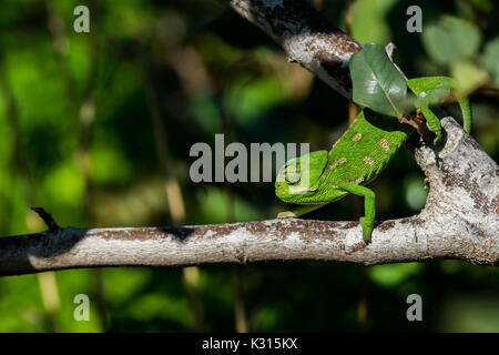 A baby Mediterranean Chameleon (Chamaeleo chamaeleon) slowly moving on a carob tree branch in Malta. Stock Photo