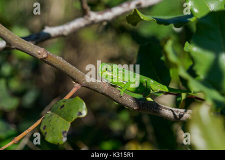 A baby Mediterranean Chameleon (Chamaeleo chamaeleon) slowly moving on a carob tree branch in Malta. Stock Photo