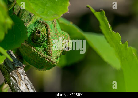 A well camouflaged Mediterranean Chameleon (Chamaeleo chamaeleon) peeking from behind some leaves. Malta Stock Photo