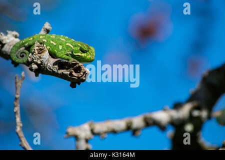 A Mediterranean Chameleon resting on a twig and observing his surroundings with his tail curled up, Malta. Stock Photo