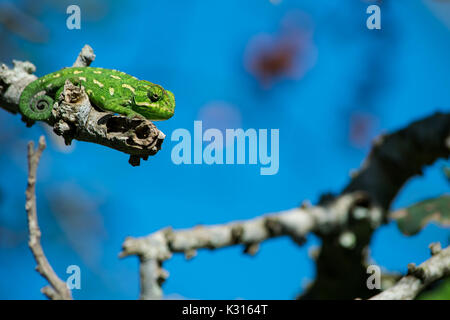 A Mediterranean Chameleon resting on a twig and observing his surroundings with his tail curled up, Malta. Stock Photo