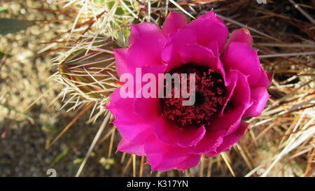 HedgeHog Cactus Echinocereus engelmannii with Pink flower in Anza Borrego Stock Photo