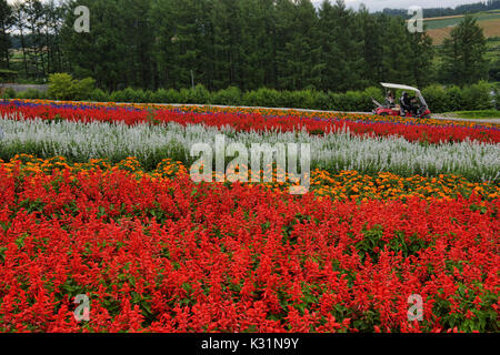 Rainbow fields of silver dust, Lamiaceae, marigolds, and scarlet sage at the flower fields of Shikisai no Oka, Hokkaido, Japan Stock Photo