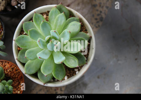 Tiny succulents in  pot on table background. Home interior decoration